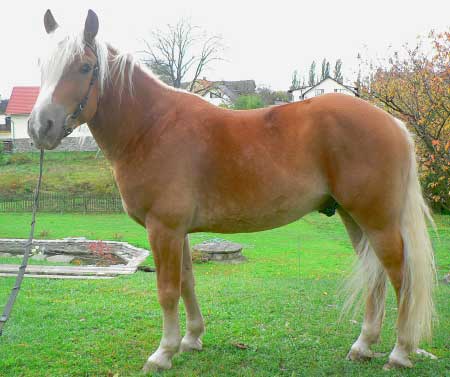 Hebec Nathan