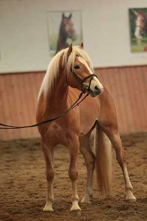 Hebec Armin
